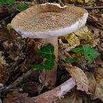 L'amanite rougissante