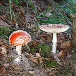 L'amanite tue-mouches