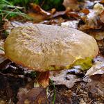 bolet a chair jaune