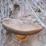 bolet a pied rouge
