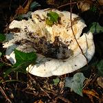 clitocybe gant