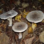 clitocybe nebuleux
