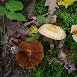 cortinaire a couleur de faon