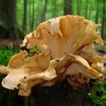 girolle ou chanterelle commune