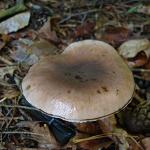 gomphide glutineux