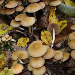 hypholome en touffes