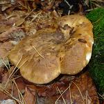 paxille a pied noir