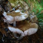 plutees et collybies