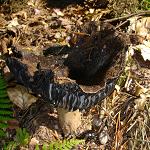 russule noircissante